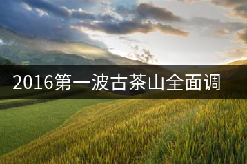 2016第一波古茶山全面調(diào)研第二站——勐海之南糯山