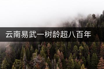 云南易武一樹(shù)齡超八百年古茶樹(shù)死亡，當(dāng)?shù)卦磕杲M織村民拜謁