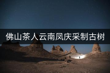 佛山茶人云南鳳慶采制古樹(shù)茶 與天地古人對(duì)話(huà)