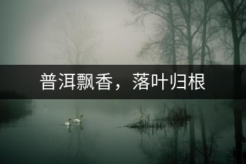 普洱飄香，落葉歸根