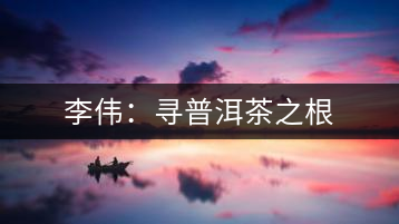 李偉:尋普洱茶之根