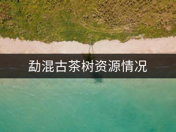 勐混古茶樹資源情況