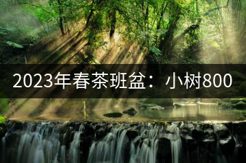 2023年春茶班盆：小樹800元／公斤，古樹1600-2200元／公斤