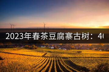 2023年春茶豆腐寨古樹：400-600元／公斤