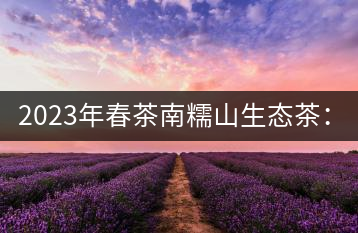 2023年春茶南糯山生態(tài)茶：200-300元／公斤，古樹：900-1500元／公斤
