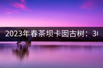 2023年春茶壩卡囡古樹(shù)：3000元／kg小樹(shù)：1200元／Kg