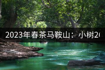 2023年春茶馬鞍山：小樹(shù)260–300元／公斤，古樹(shù)450-500元／公斤