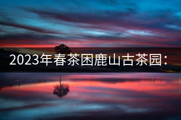 2023年春茶困鹿山古茶園：大樹8000-12000元／公斤，周邊小樹200-300元／公斤