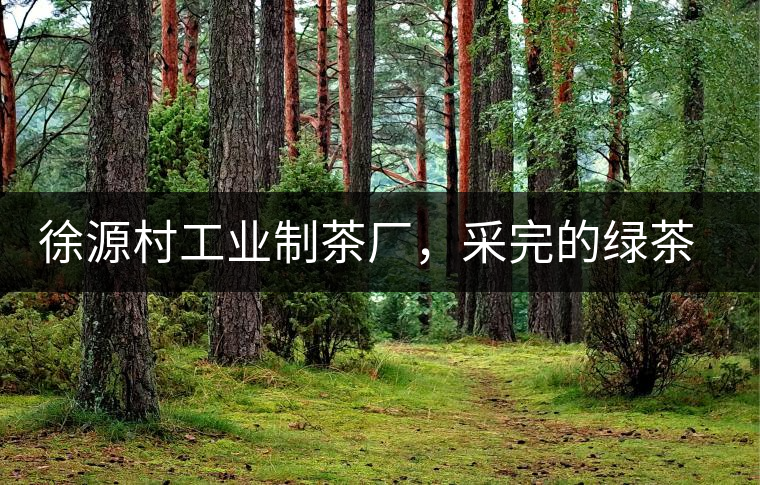 徐源村工業(yè)制茶廠，采完的綠茶都要拿到茶廠加工