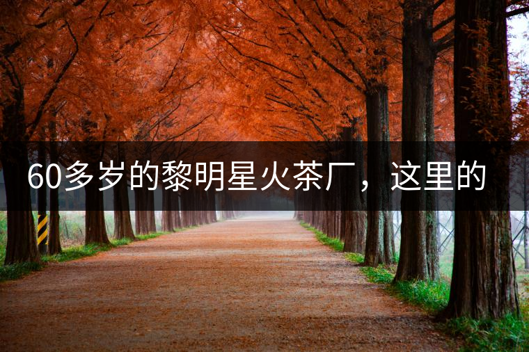 60多歲的黎明星火茶廠，這里的人依然在做茶