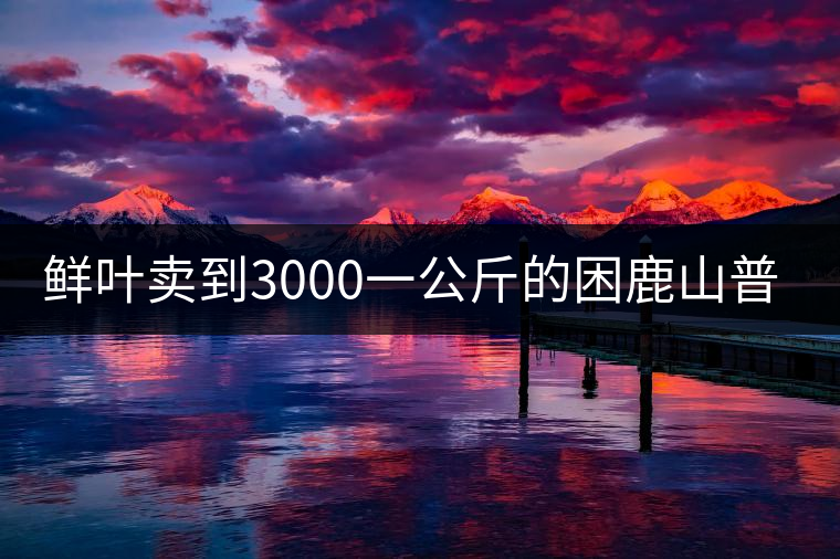 鮮葉賣到3000一公斤的困鹿山普洱茶，口感如何？