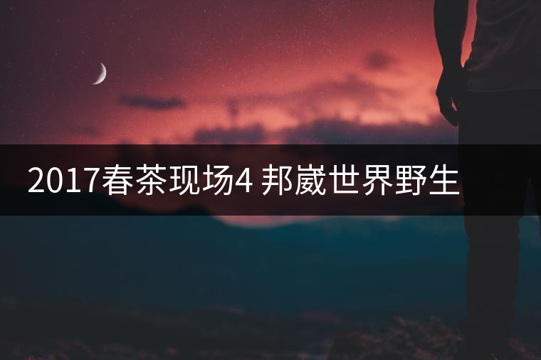 2017春茶現(xiàn)場(chǎng)4 邦崴世界野生過渡型茶王長啥樣?之枝丫2017春茶現(xiàn)場(chǎng)4 邦崴世界野生過渡型茶王長啥樣？之枝丫