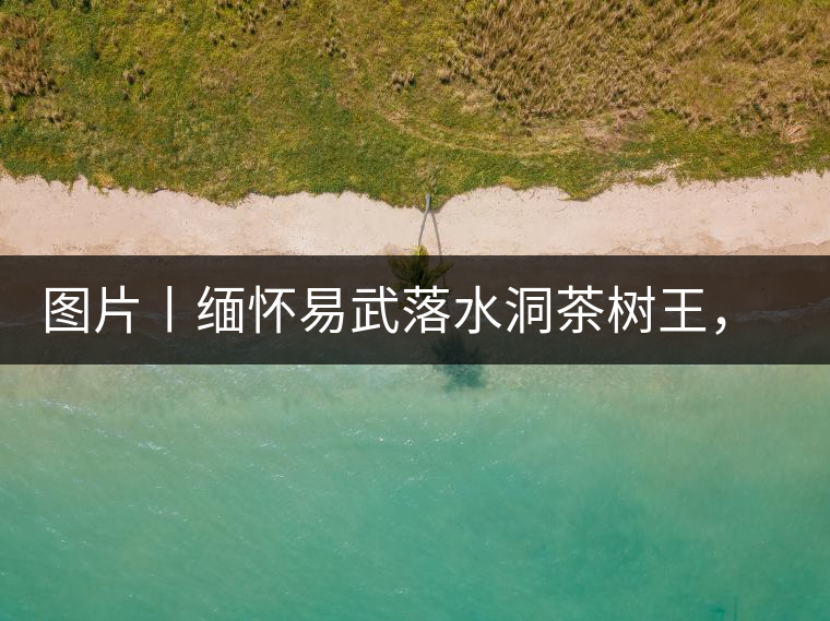 圖片丨緬懷易武落水洞茶樹王，犧牲前的樣貌圖片丨緬懷易武落水洞茶樹王，犧牲前的樣貌