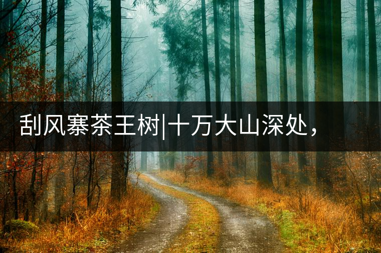 刮風(fēng)寨茶王樹|十萬大山深處，鮮為人知的王者刮風(fēng)寨茶王樹｜十萬大山深處，鮮為人知的王者