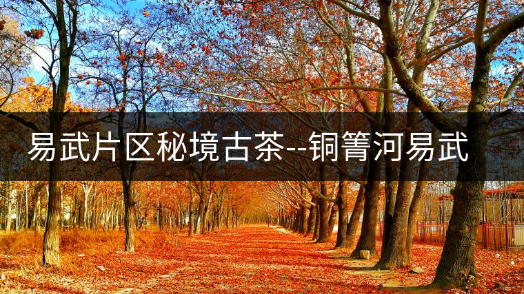 易武片區(qū)秘境古茶--銅箐河易武片區(qū)秘境古茶——銅箐河 易武片區(qū)秘境古茶--銅箐河易武片區(qū)秘境古茶——銅箐河