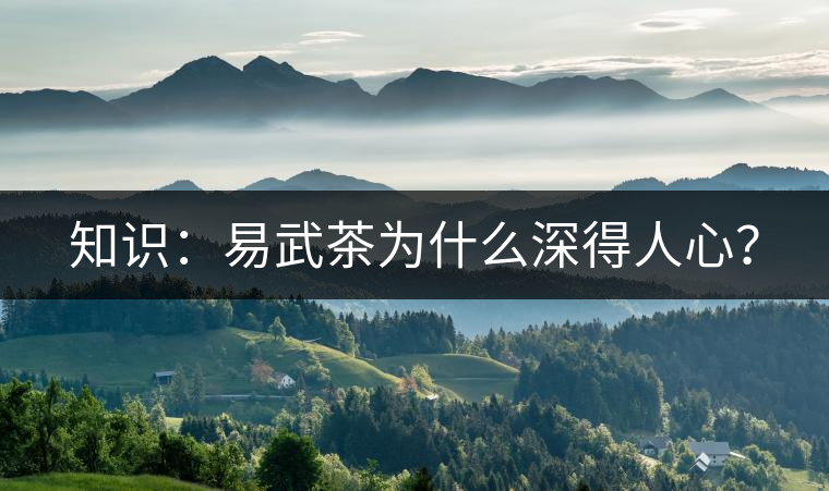 知識：易武茶為什么深得人心？
