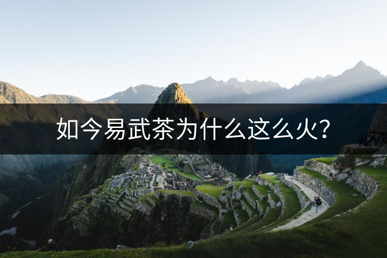 如今易武茶為什么這么火？