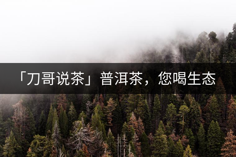 「刀哥說(shuō)茶」普洱茶，您喝生態(tài)還是喝樹(shù)齡？