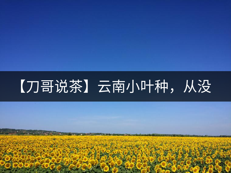 【刀哥說(shuō)茶】云南小葉種，從沒(méi)落到回歸