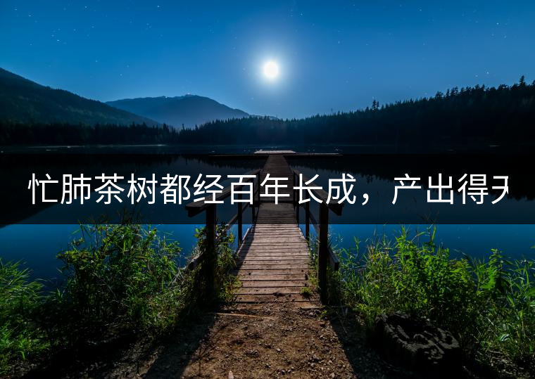 忙肺茶樹都經(jīng)百年長(zhǎng)成，產(chǎn)出得天獨(dú)厚的好味道:入口香...忙肺茶樹都經(jīng)百年長(zhǎng)成，產(chǎn)出得天獨(dú)厚的好味道：入口香甜回甘持久