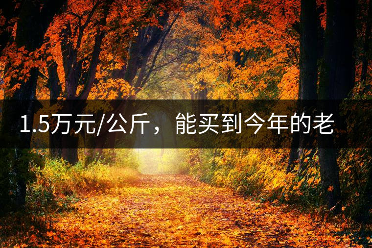 1.5萬元/公斤，能買到今年的老班章古樹茶嗎?1.5萬元/公斤，能買到今年的老班章古樹茶嗎？