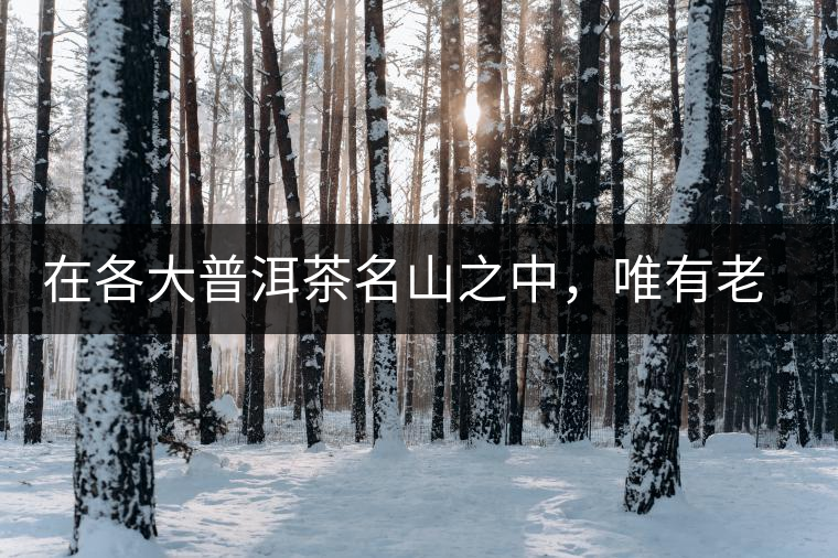 在各大普洱茶名山之中，唯有老曼峨古樹(shù)茶才能稱得上戰(zhàn)狼