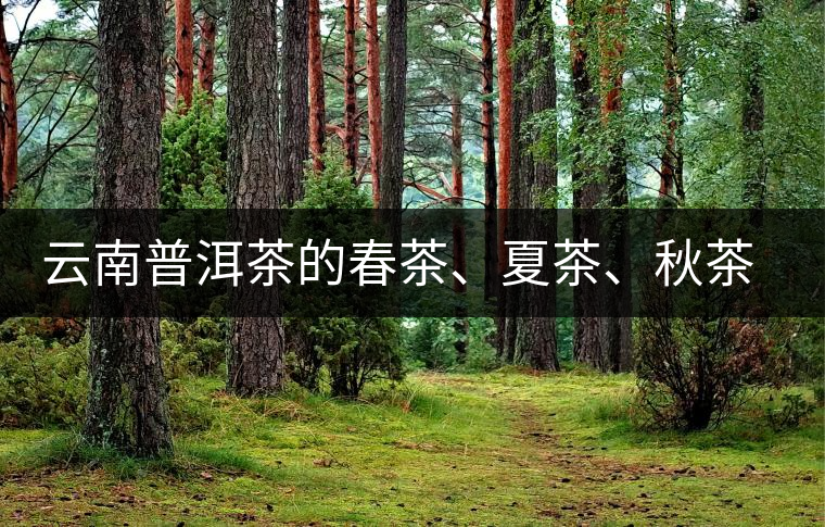 云南普洱茶的春茶、夏茶、秋茶的采摘時(shí)間及其特點(diǎn)