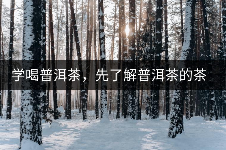 學(xué)喝普洱茶，先了解普洱茶的茶性