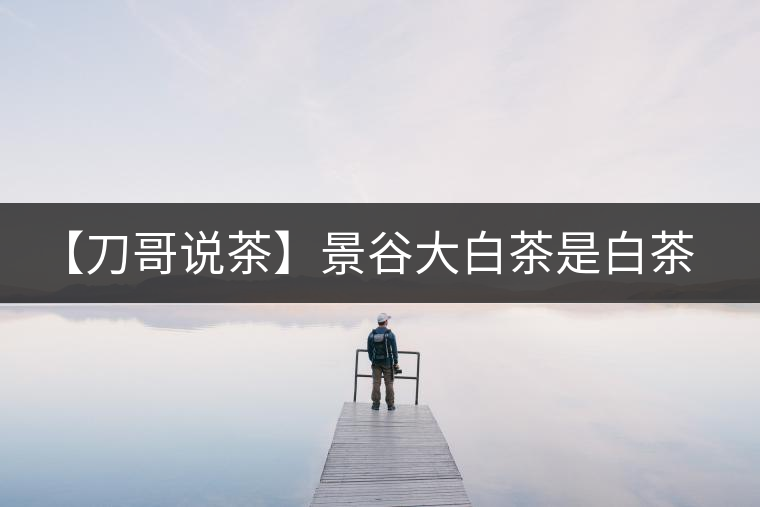 【刀哥說茶】景谷大白茶是白茶還是普洱茶？