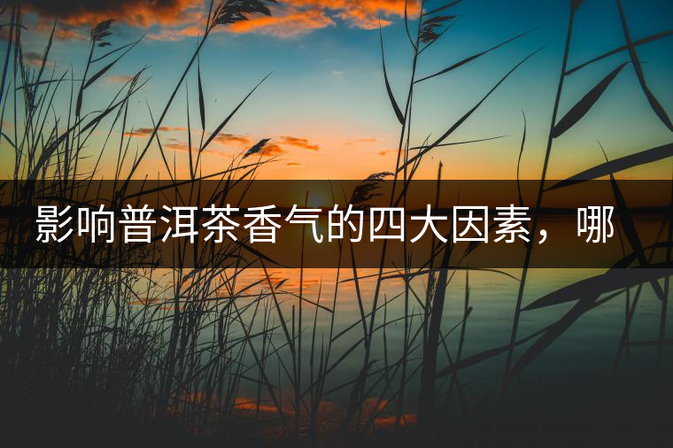 影響普洱茶香氣的四大因素，哪一個影響最大？