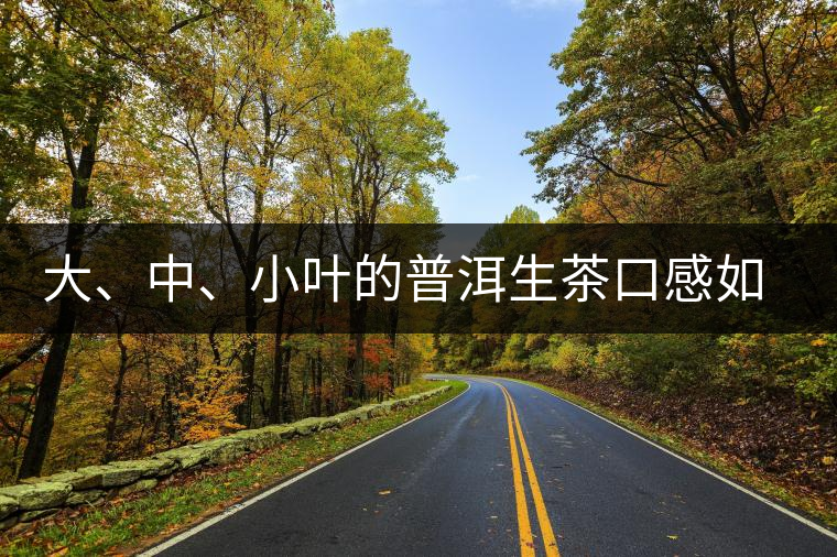 大、中、小葉的普洱生茶口感如何辨別？