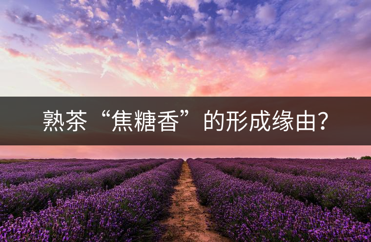 熟茶“焦糖香”的形成緣由？