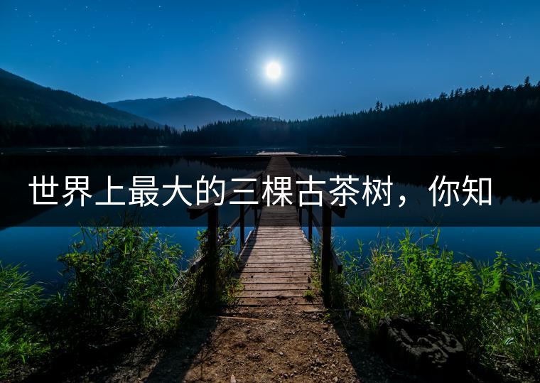 世界上最大的三棵古茶樹，你知道嗎？