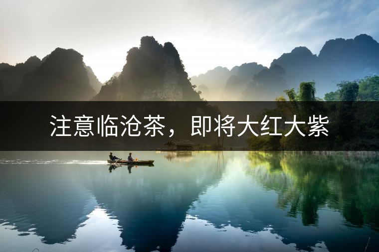 注意臨滄茶,即將大紅大紫 注意臨滄茶,即將大紅大紫