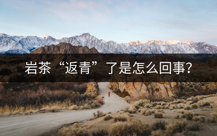 巖茶“返青”了是怎么回事？