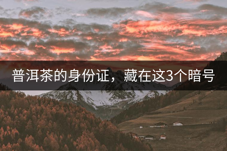 普洱茶的身份證，藏在這3個暗號中