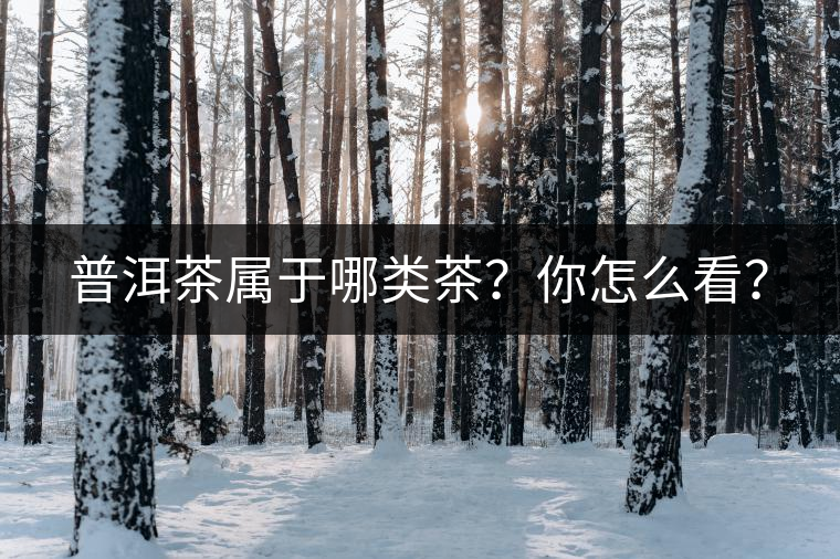 普洱茶屬于哪類茶？你怎么看？