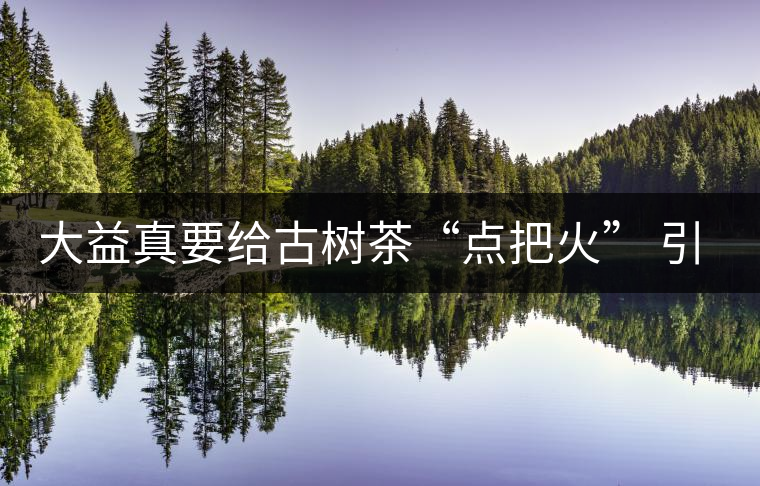 大益真要給古樹茶“點把火” 引火燒身？