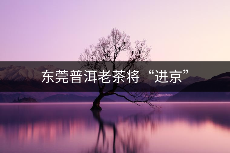 東莞普洱老茶將“進(jìn)京” 東莞普洱老茶將“進(jìn)京”