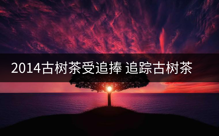 2014古樹(shù)茶受追捧 追蹤古樹(shù)茶是如何興起的？