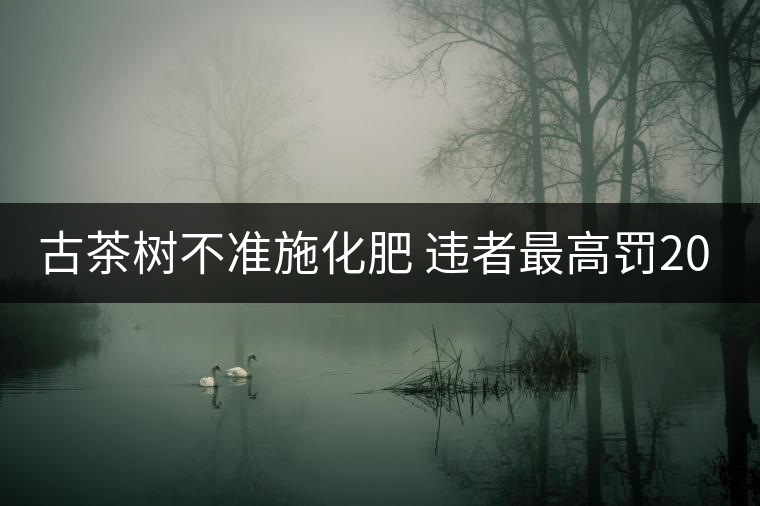 古茶樹(shù)不準(zhǔn)施化肥 違者最高罰2000元 古茶樹(shù)不準(zhǔn)施化肥 違者最高罰2000元