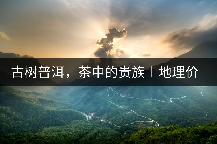 古樹普洱，茶中的貴族︱地理價值是普洱茶的最大資源優(yōu)勢