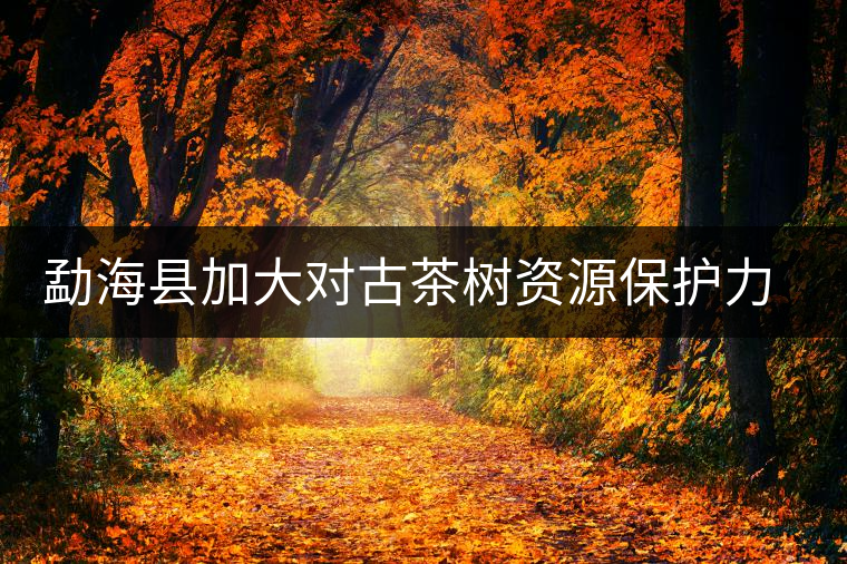 勐?？h加大對古茶樹資源保護力度