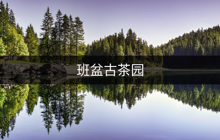 班盆古茶園 班盆古茶園