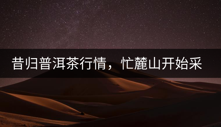 昔歸普洱茶行情，忙麓山開(kāi)始采制春茶