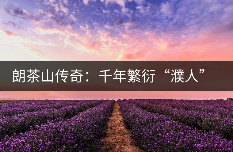 朗茶山傳奇：千年繁衍“濮人”茶