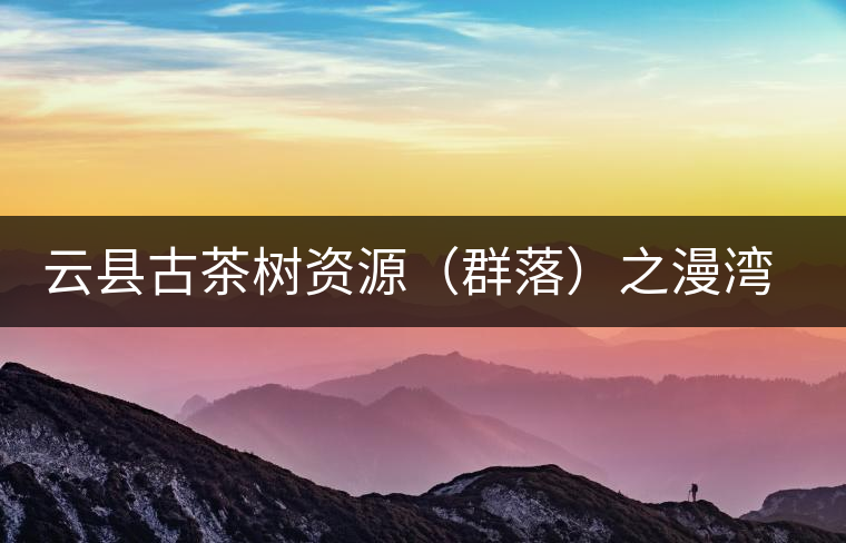 云縣古茶樹資源（群落）之漫灣鎮(zhèn)、茂蘭鎮(zhèn)大丙山