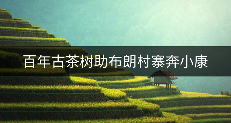 百年古茶樹助布朗村寨奔小康