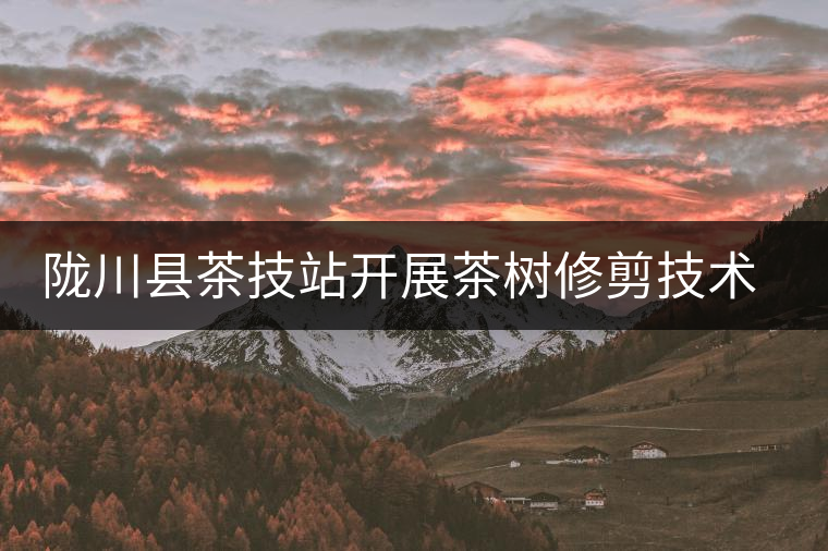 隴川縣茶技站開展茶樹修剪技術培訓會 隴川縣茶技站開展茶樹修剪技術培訓會