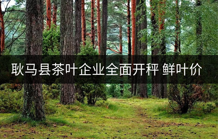 耿馬縣茶葉企業(yè)全面開秤 鮮葉價格上漲 耿馬縣茶葉企業(yè)全面開秤 鮮葉價格上漲